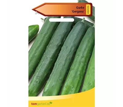 Freilandgurke 'Gergana' Freilandgurke 'Gergana'