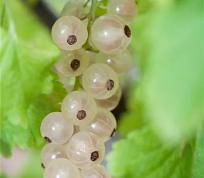 Johannisbeere Weiße Versailler Johannisbeere Weiße Versailler
