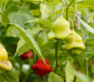 Karibischer Chili 'Animo® Red' Karibischer Chili 'Animo® Red'