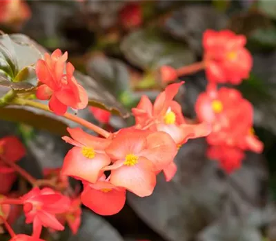 Begonie BIG DeluXXe 'Red Bronze Leaf' Begonie BIG DeluXXe 'Red Bronze Leaf'