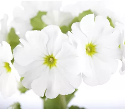 Frühlingsprimel 'Touch Me® White' Frühlingsprimel 'Touch Me® White'