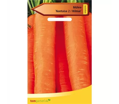 Möhre 'Hilmar' Möhre 'Hilmar'