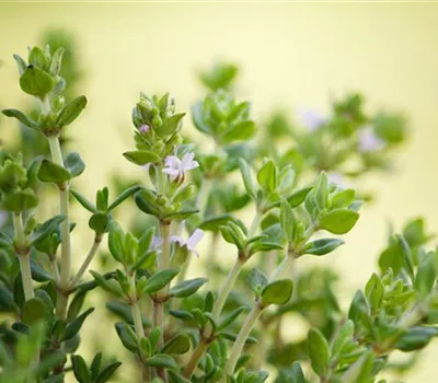 Kugelthymian 'Fredo' Kugelthymian 'Fredo'
