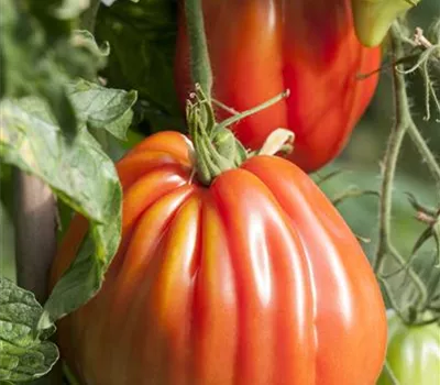 Fleischtomate 'Corazon F1' Fleischtomate 'Corazon F1'