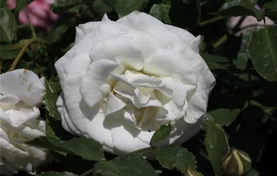 Zwergrose 'Schneeküsschen'® Zwergrose 'Schneeküsschen'®