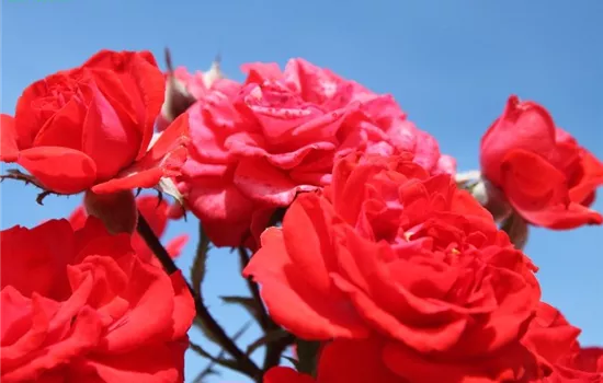 Zwergrose 'Zwergenfee 09'® Zwergrose 'Zwergenfee 09'®