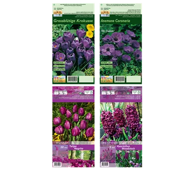 Blumenzwiebel Set ' Violet Queens' Blumenzwiebel Set ' Violet Queens'