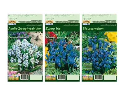 Blumenzwiebel Set 'Blue Star' Blumenzwiebel Set 'Blue Star'