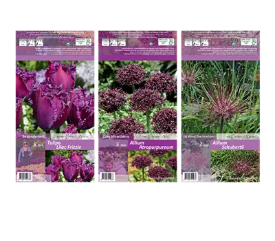 Blumenzwiebel Set 'Lilac Specials' Blumenzwiebel Set 'Lilac Specials'