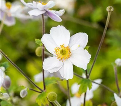 Garten-Herbst-Anemone 'Whirlwind' Garten-Herbst-Anemone 'Whirlwind'