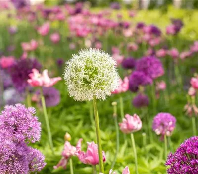Garten-Zier-Lauch 'Mount Everest' Garten-Zier-Lauch 'Mount Everest'
