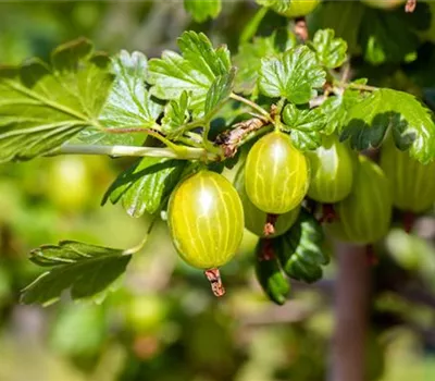 Stachelbeere 'Hinnonmäki' Stachelbeere 'Hinnonmäki'