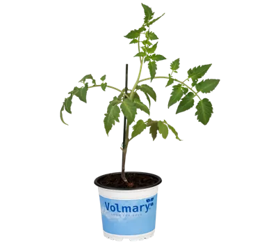 Tomate 'Tuma® Red' Tomate 'Tuma® Red'