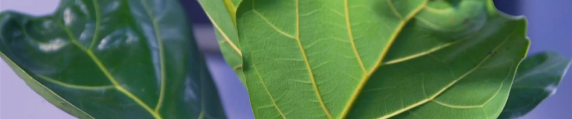 Geigenbaum - Umtopfen (Thumbnail).jpg Geigenbaum - Umtopfen (Thumbnail).jpg