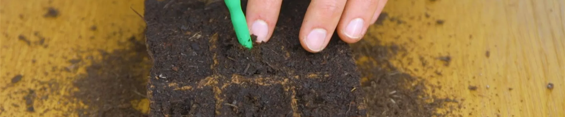 Gemüsepaprika - Aussaat (Thumbnail).jpg Gemüsepaprika - Aussaat (Thumbnail).jpg