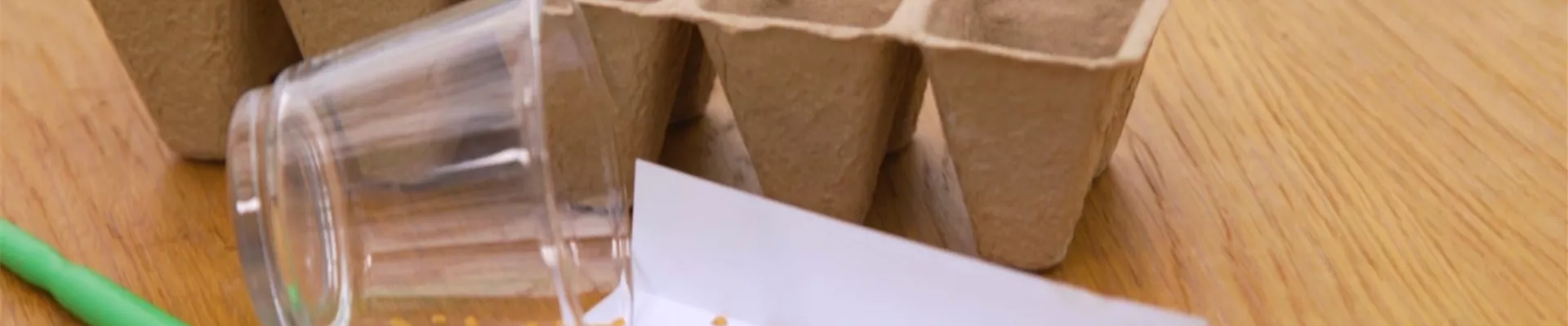 Aubergine - Aussaat (Thumbnail).jpg Aubergine - Aussaat (Thumbnail).jpg