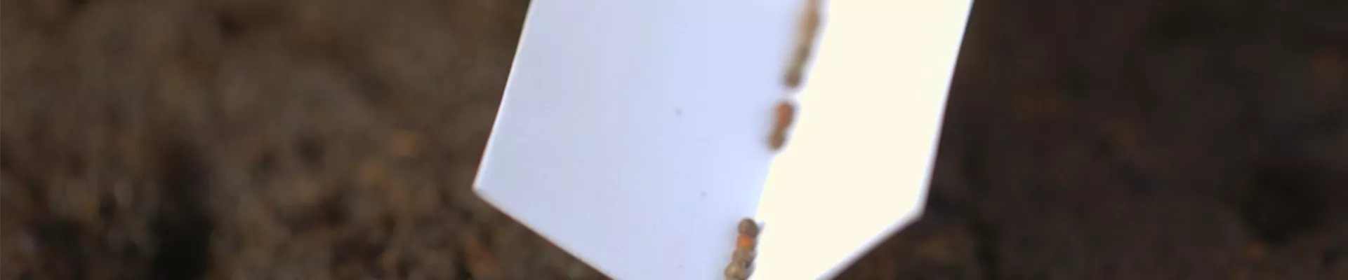 Brokkoli - Aussaat (Thumbnail).jpg Brokkoli - Aussaat (Thumbnail).jpg