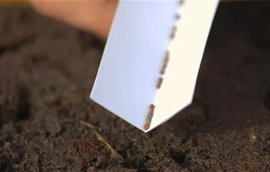 Brokkoli - Aussaat Brokkoli - Aussaat