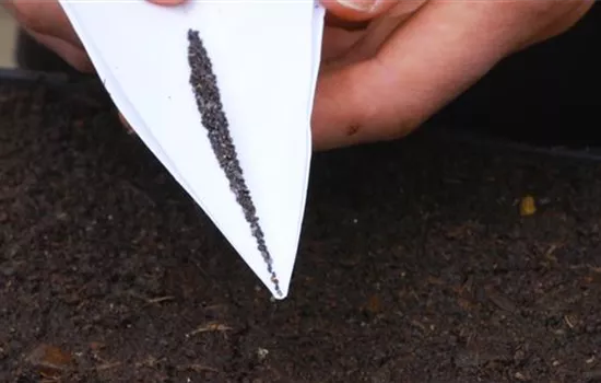 Zitronenmelisse - Aussaat Zitronenmelisse - Aussaat