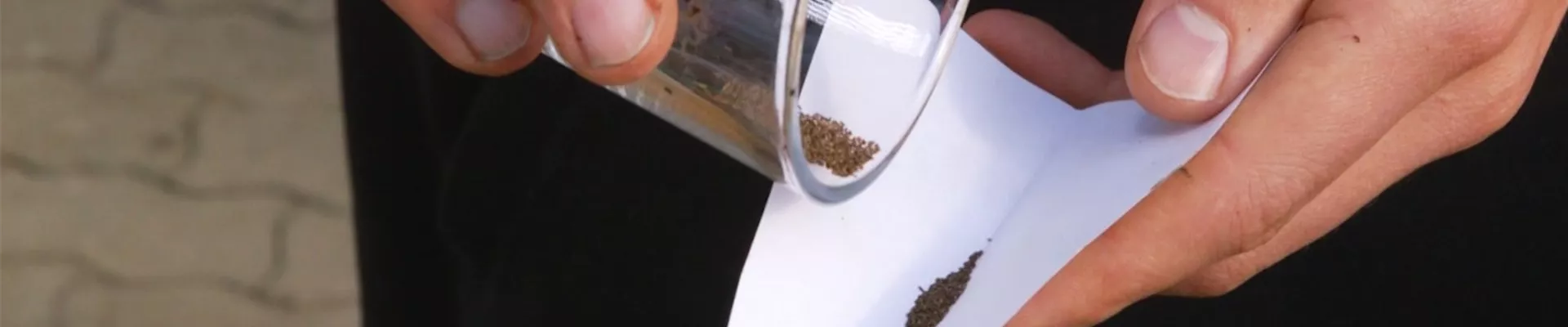 Estragon - Aussaat (Thumbnail).jpg Estragon - Aussaat (Thumbnail).jpg