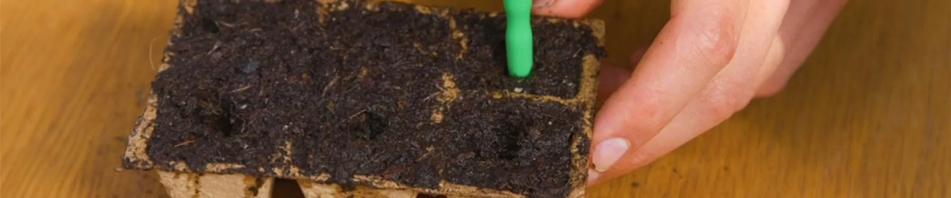 Romatomate - Aussaat (Thumbnail).jpg Romatomate - Aussaat (Thumbnail).jpg