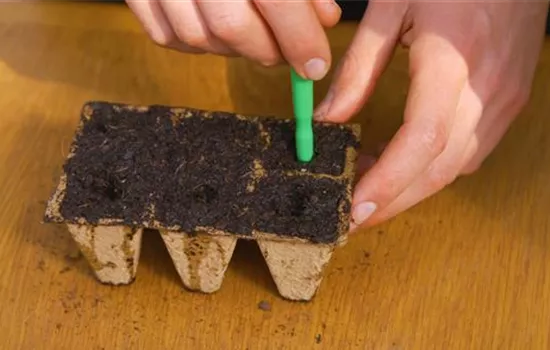 Romatomate - Aussaat Romatomate - Aussaat