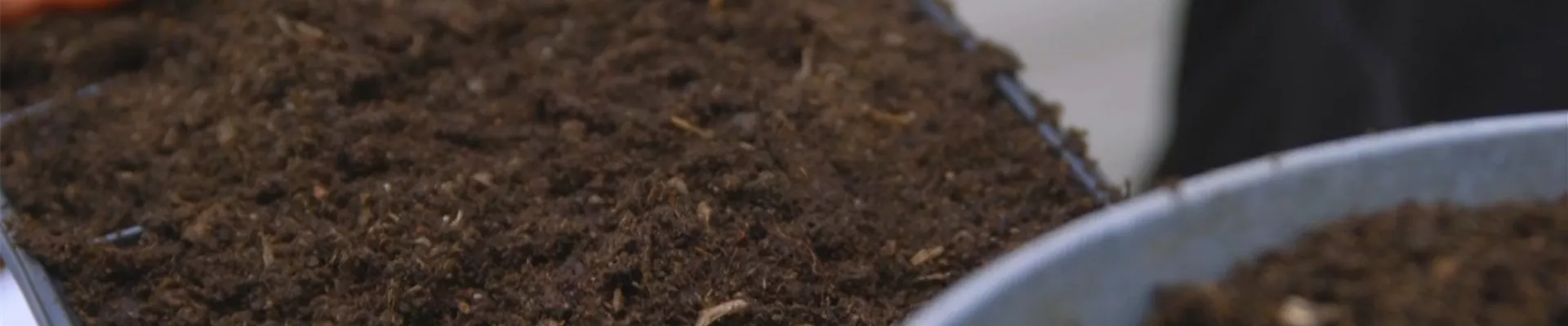 Majoran - Aussaat und Anzucht (Thumbnail).jpg Majoran - Aussaat und Anzucht (Thumbnail).jpg