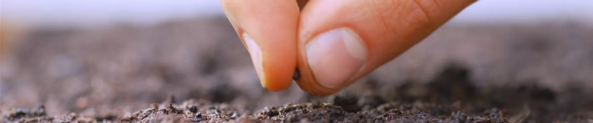 Salbei - Aussaat (Thumbnail).jpg