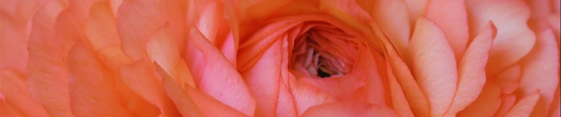 Ranunkel - Einpflanzen in ein Gefäß (Thumbnail).jpg