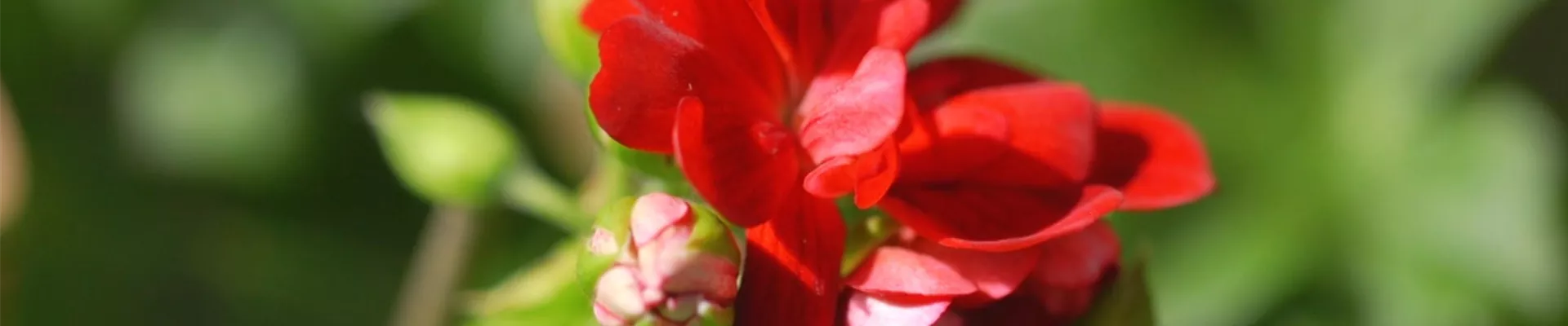 Hängegeranien- Einpflanzen in ein Gefäß (Thumbnail).jpg Hängegeranien- Einpflanzen in ein Gefäß (Thumbnail).jpg