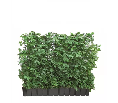 Euonymus fort. 'Coloratus', Hecke am laufenden Meter