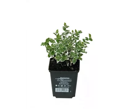 Euonymus fort. 'Emerald Gaiety', 12er Set
