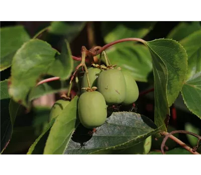 Kiwi (Actinidia arguta Geneva), Hecke am laufenden Meter Kiwi (Actinidia arguta Geneva), Hecke am laufenden Meter