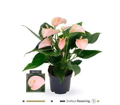 Flamingoblume 'KARMA Joli Peach' Flamingoblume 'KARMA Joli Peach'