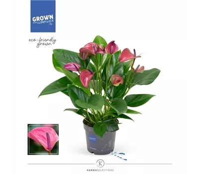 Flamingoblume 'KARMA Purple' Flamingoblume 'KARMA Purple'