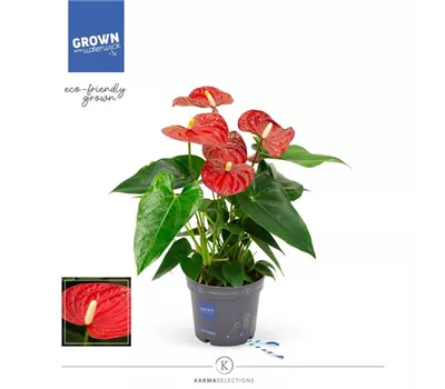 Flamingoblume 'KARMA Red' Flamingoblume 'KARMA Red'