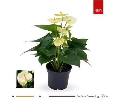 Flamingoblume 'KARMA Lime Vanilla' Flamingoblume 'KARMA Lime Vanilla'