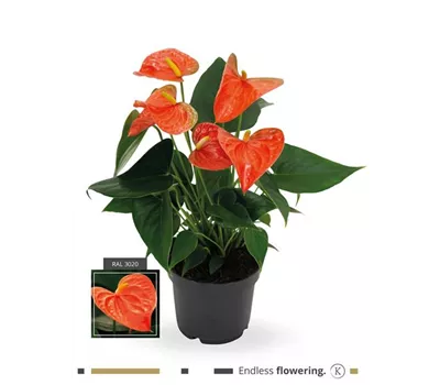 Flamingoblume 'KARMA Orange' Flamingoblume 'KARMA Orange'