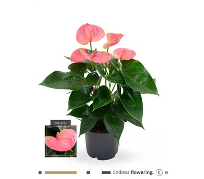 Flamingoblume 'KARMA Pink' Flamingoblume 'KARMA Pink'