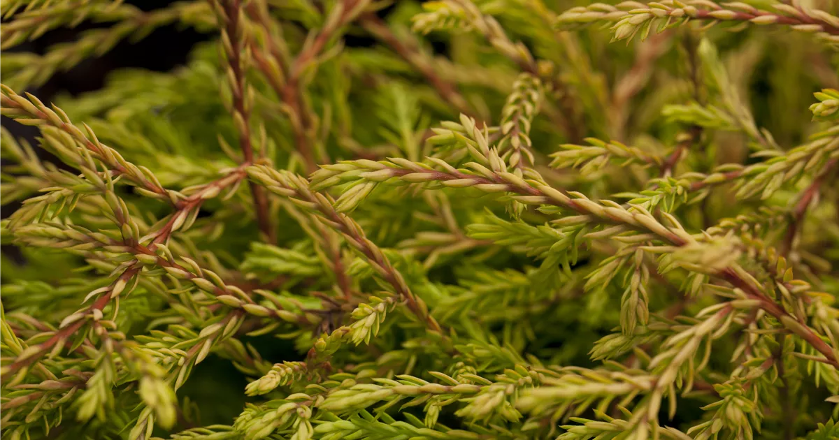 Thuja occidentalis 'Golden Tuffet'