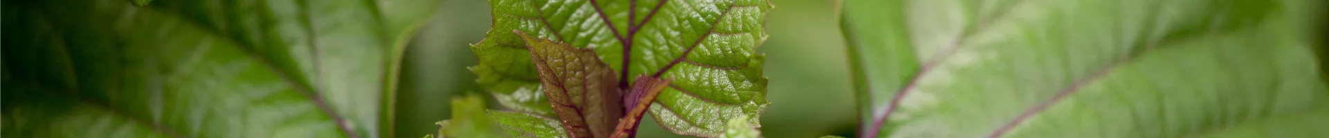 GS425013.jpg GS425013.jpg