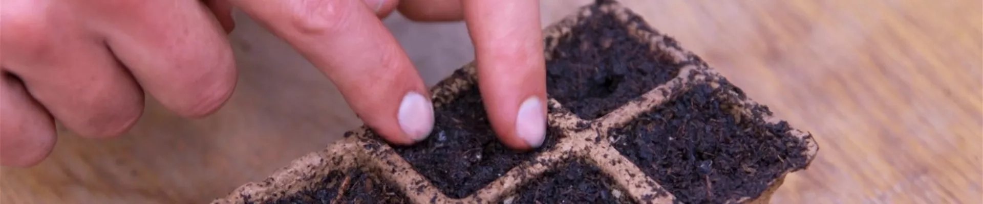 Jalapeno Paprika - Aussaat (Thumbnail).jpg Jalapeno Paprika - Aussaat (Thumbnail).jpg