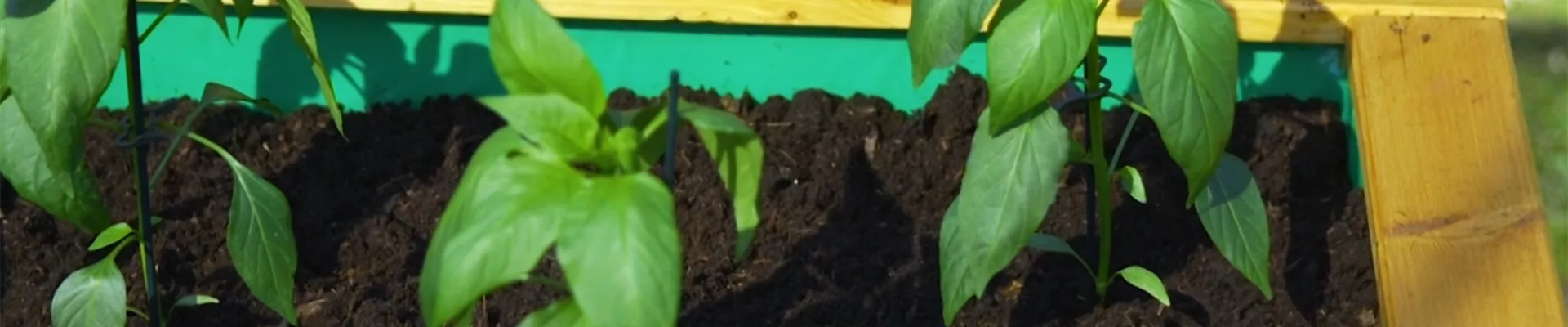 Jalapeno Paprika - Einpflanzen im Hochbeet (Thumbnail).jpg Jalapeno Paprika - Einpflanzen im Hochbeet (Thumbnail).jpg