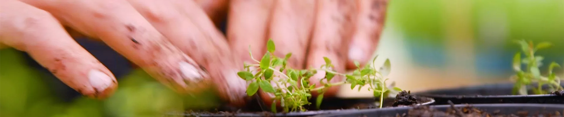 Thumbnail 2.jpg Thumbnail 2.jpg