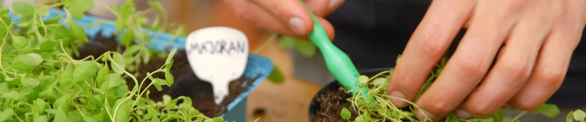 Majoran - Pikieren10.jpg Majoran - Pikieren10.jpg