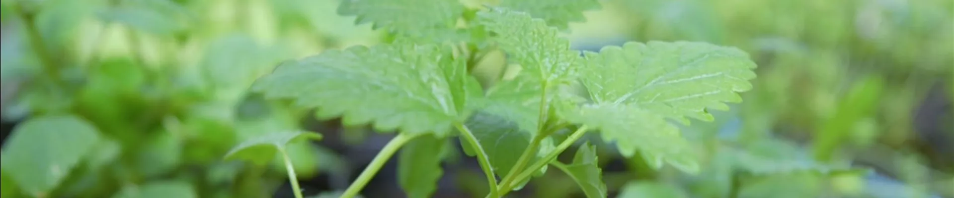 Zitronenmelisse - Pikieren (Thumbnail).jpg Zitronenmelisse - Pikieren (Thumbnail).jpg