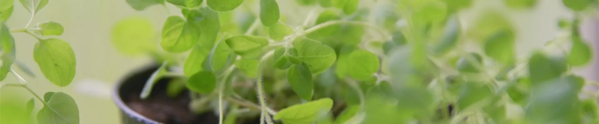 Oregano - Pikieren (Thumbnail).jpg Oregano - Pikieren (Thumbnail).jpg