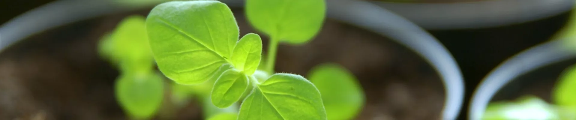 Salbei - Pikieren (Thumbnail).jpg