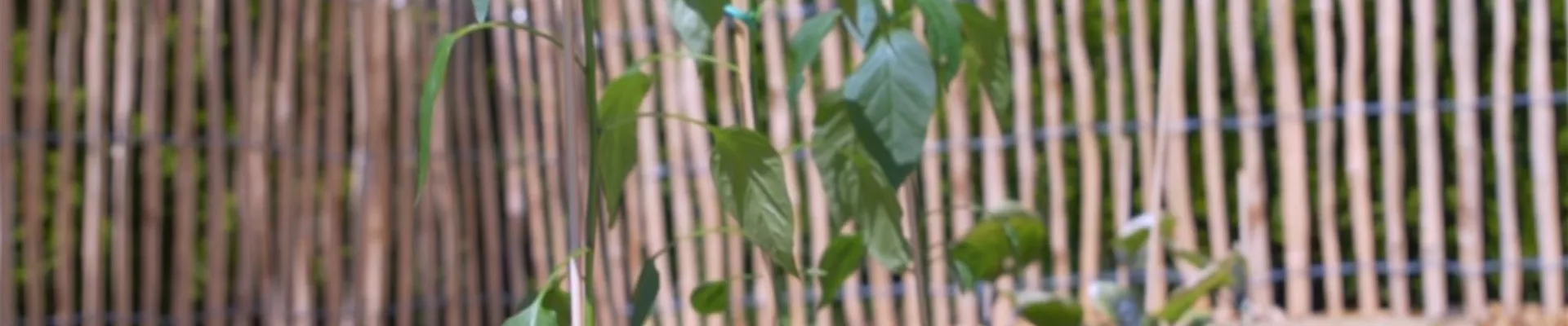 Gemüsepaprika - Einpflanzen im Gemüsebeet (Thumbnail).jpg Gemüsepaprika - Einpflanzen im Gemüsebeet (Thumbnail).jpg