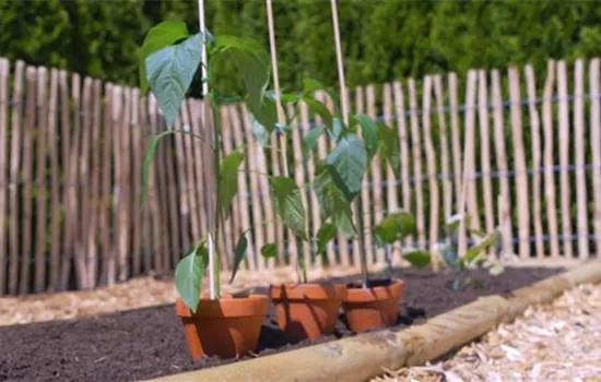 Gemüsepaprika - Einpflanzen im Gemüsebeet Gemüsepaprika - Einpflanzen im Gemüsebeet